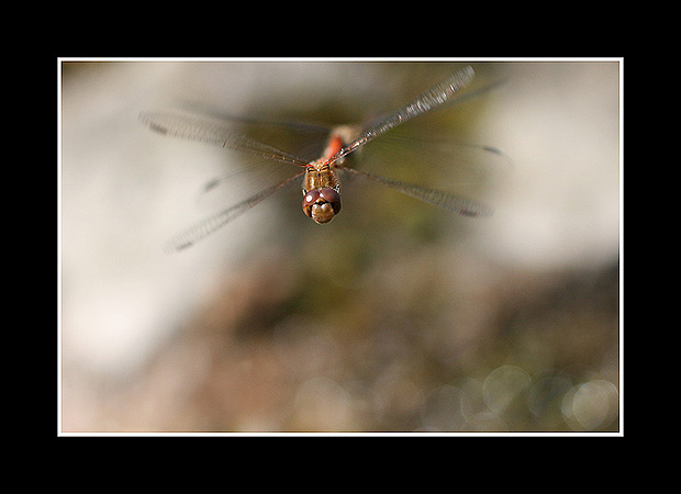 Sympetrum