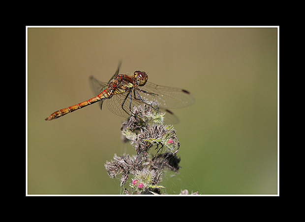 Sympetrum
