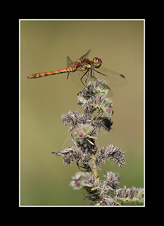 Sympetrum