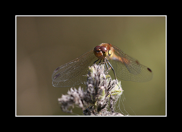 Sympetrum