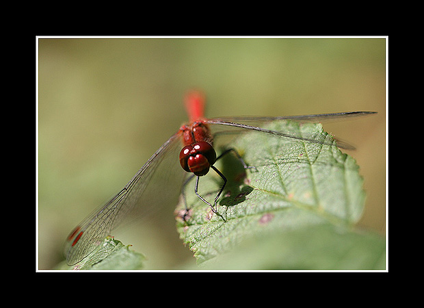 Sympetrum