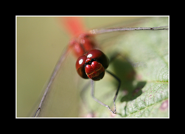 Sympetrum
