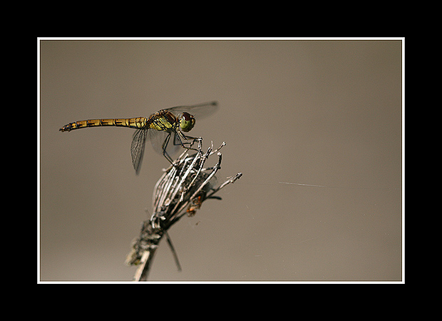 Sympetrum