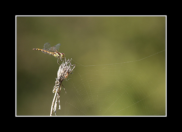 Sympetrum