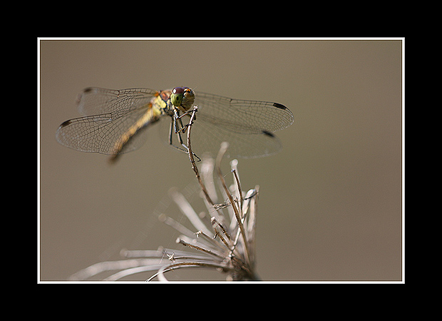 Sympetrum