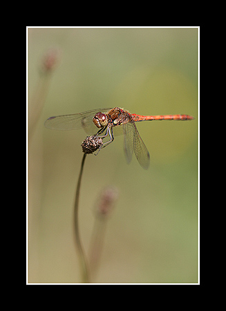 Sympetrum