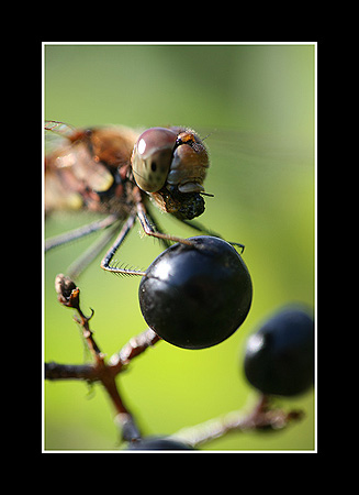 Sympetrum