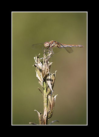 Sympetrum
