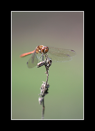 Sympetrum