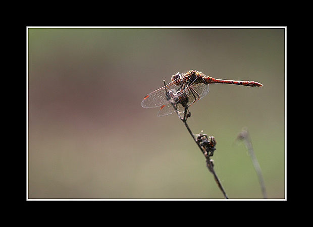 Sympetrum