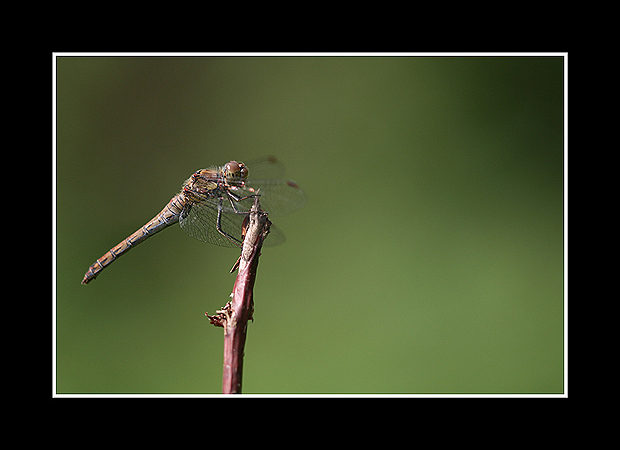 Sympetrum