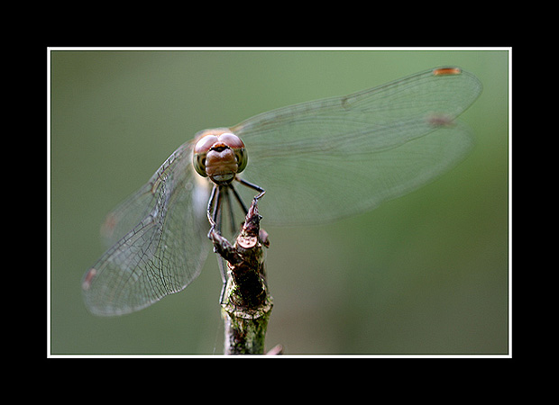 Sympetrum