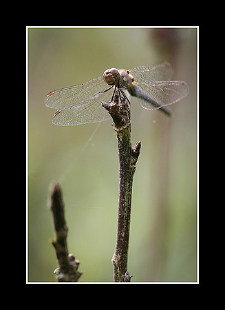 Sympetrum
