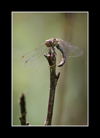 Sympetrum