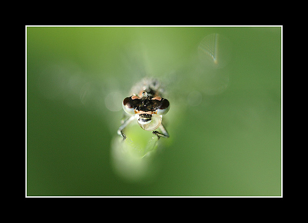 Agrion