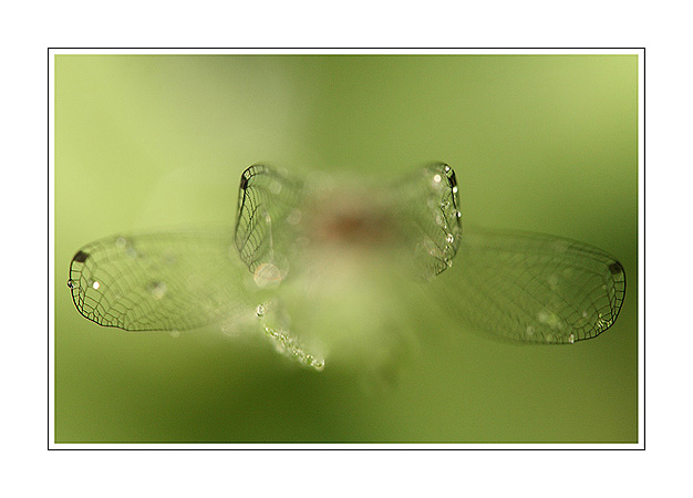Agrion