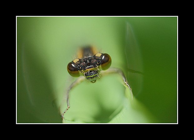 Agrion