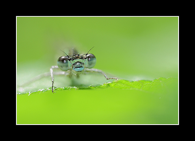 Agrion