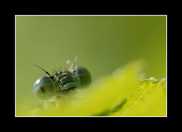 Agrion