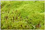 Bryophytes